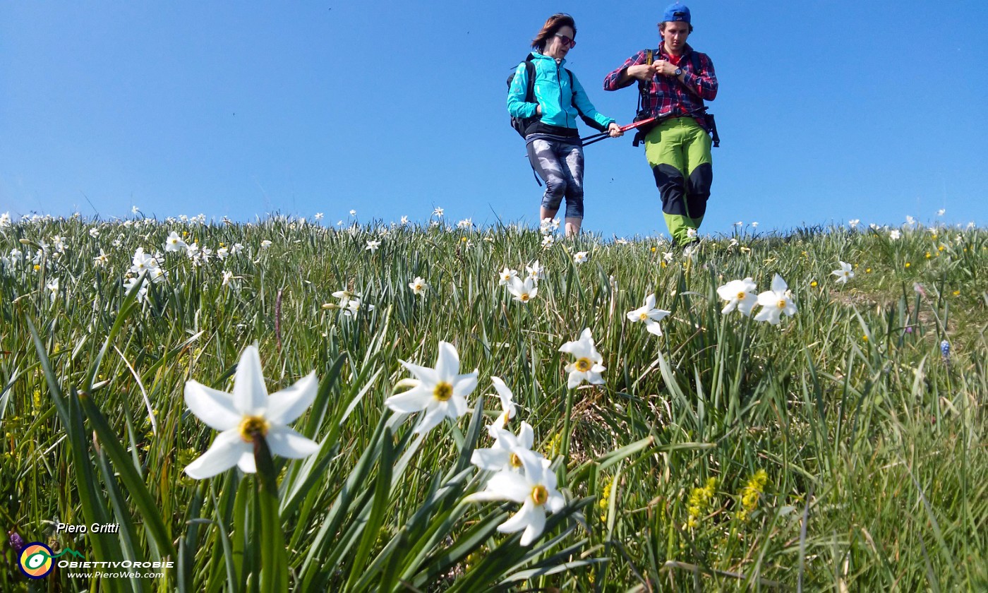 72 Scendiamo tra distese di narcisi in fiore.jpg